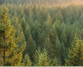 Specialized Homes: Land Acquistion